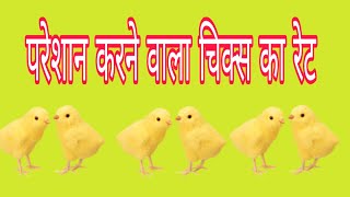 preview picture of video 'एक दिन के चूजे का रेट | ब्रायलर चिक्स रेट | The Bro Poultry'