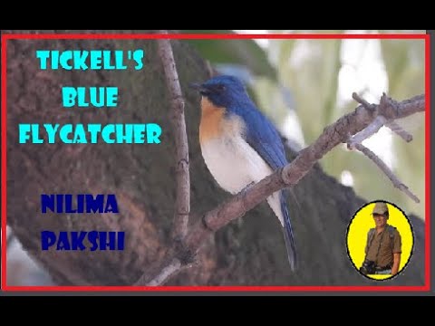 Neelima - Tickell's blue flycatcher  निलीमा - Birds Of Aurangabad - Amazing Wildlife Animals & Birds