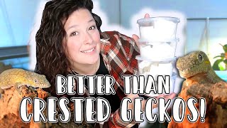 Better than Crested Geckos! // Chameleon Gecko Unboxing