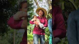 BROMÉLIAS TILLANDSIA, JARDIM NA FLORESTA