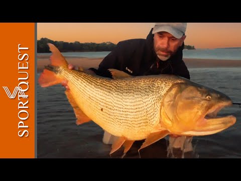 Fly Fishing For HUGE Golden Dorado - Suindá Lodge, Argentina