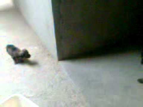 Gatito vs Perrita ... =)