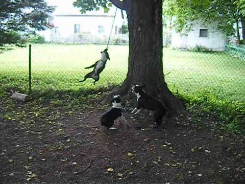 Three Dogs, One Rope  - Hilarity Ensues!