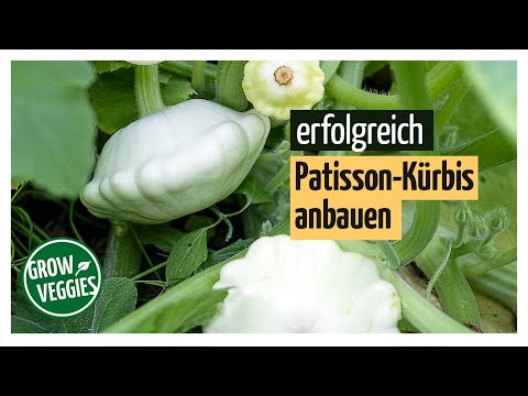 Kürbis erfolgreich anbauen | Patissonkürbis im Garten @Gartengemüsekiosk