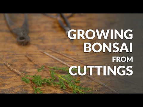 Growing a Bonsai from a Cutting