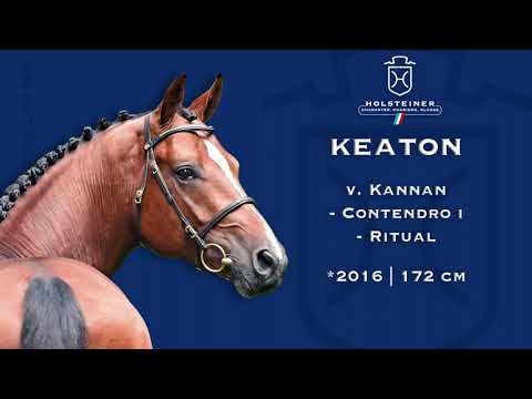 Holsteiner Verbandshengste 2023 | Keaton HV