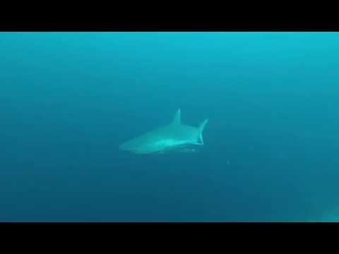 Y-40 The Deep Joy / Maldives 2018