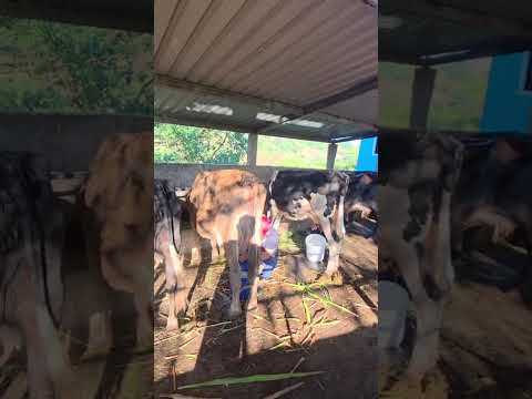 Disponibles en Sonsonate santo domingo de Guzmán WhatsApp 60632341