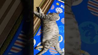 【昔飼ってた猫がＡＩで蘇って何か…腹筋崩壊したんだがww】　#key鍵っ子 #Shorts #AI猫 #面白猫 #腹筋崩壊 #AI復活 #猫動画  #猫  #AI生成  #昔の猫　