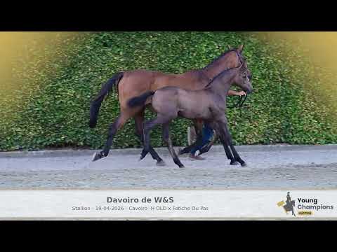 Davoiro de W&S
