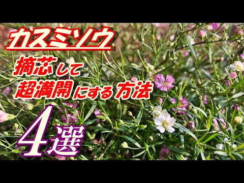 カスミソウの乾燥: 最良の結果を得る方法 植物