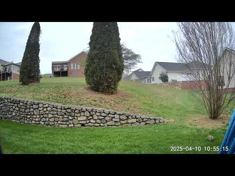 Squirrel 20250410-105519  #backyardzoo #roanokeva #squirrel