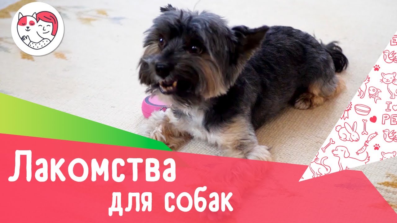 5 популярных вопросов о лакомствах для собак
