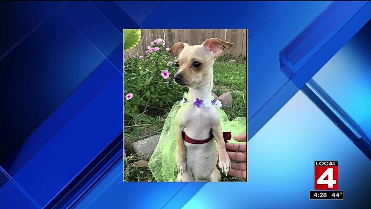 Local 4 News at 4 -- Feb. 13, 2017