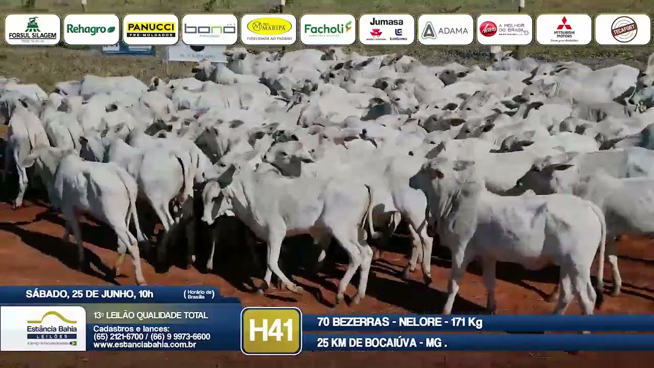 Vídeo LOTE H41 - 13º Leilão Qualidade Total 2022