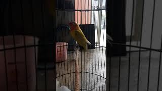 Download lagu #Masteran Lovebird Figter mp3