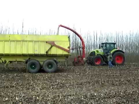 Ernte einer Pappel Kurzumtriebsplantage (KUP) in Wainsdorf (Brandenburg) 18.02.2015 (1)