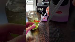 ponds water under the microscope slide show of stracture Algae# volvox