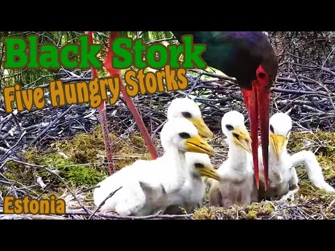 Five Hungry Storks - /Estonia - Jõgeva County/ - 2022.05.29 - 2022.06.01 @TamasBirds