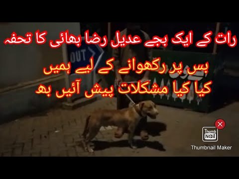 Pitbull Dog Cargo Karwaya Adeel Raza Bhai Ko Faisalabad SAay Liya Aziz Chouk