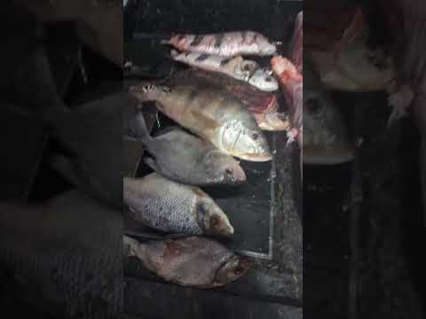 pescaria no rio Paranã flores de Goiás #fishing #pescasub #pescaria