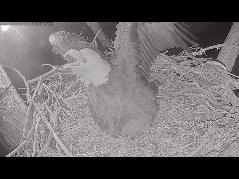 SWFL Eagles 12-24-25.  M15 FLUSHES OWL from the NEST TREE!  All are OK!  1ST Owl Event of Season.🦅🦉