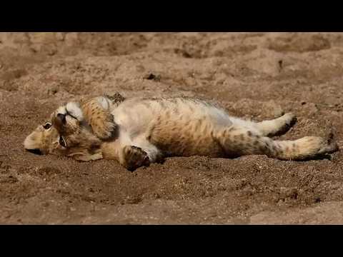 Baby Animals Too Overdramatic To Handle!