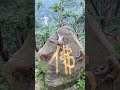 Cute Baby Monkey YoYo Monkey BiBi Monkey Monkey Banana Baby Monkey Best Monkey Moments