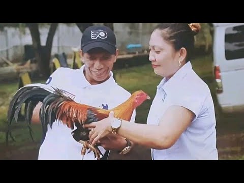 TAYO NG ALAMIN ANG MGA BLOODLINES AT SAAN NAG MULA ANG MGA MAGAGALING NA STAGS NI MR. JAP GAGALAC