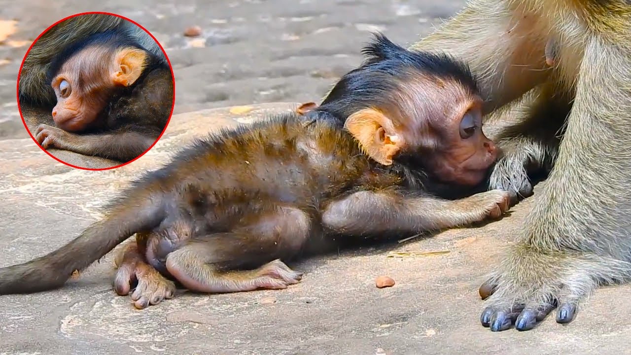Injured and unable to nurse, the baby monkey didn't even have the strength to open its eyes.