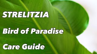 Strelitzia Care Guide & Species Spotlight  - Bird of Paradise  - Crane Plant