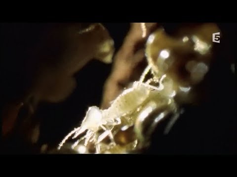 download lagu mp3 mp4 Dsert Rouge Australie, download lagu Dsert Rouge Australie gratis, unduh video klip Dsert Rouge Australie