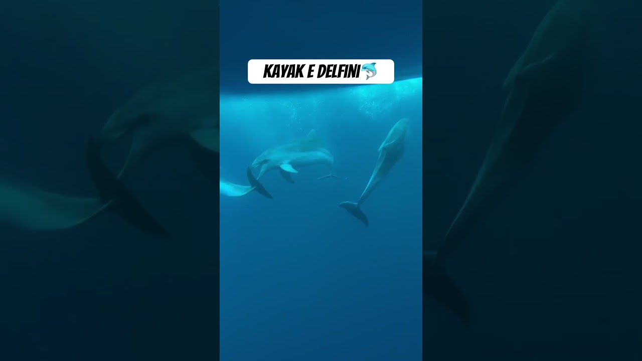Les dauphins dansent lors d'une excursion en kayak ! Quel spectacle à Golfo Aranci ! 🐬🎥 Kayak Moresca