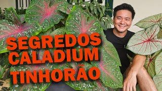 Miniatura do vídeo