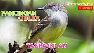 Download lagu PANCINGAN CIBLEK - GACOR - TANPA IKLAN mp3 Download lagu PANCINGAN CIBLEK - GACOR - TANPA IKLAN mp3