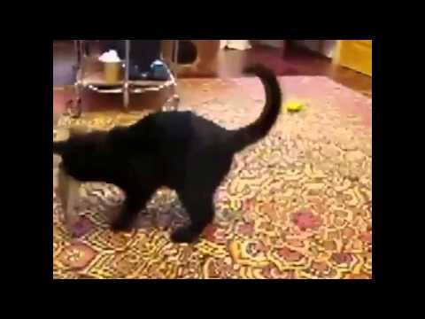 Best Funny Cats Compilation 2014|Epic Hilarious Funny Video