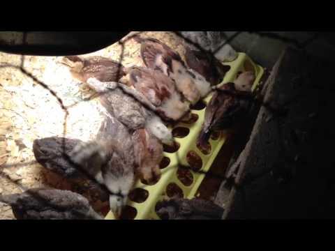 Frost Grey, Blueface, yellow Leg Hatch