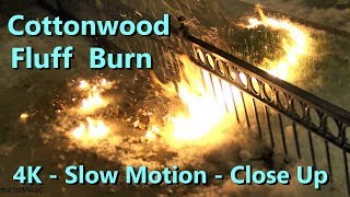 Cottonwood Tree Seed Fluff Burn -  4K Slow Motion & Real Time Burning - Close Up - June 2018