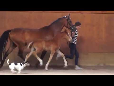 Hengst geb.23.06.15 v. A Gorgeous x Donna Julia v. Donnerwetter