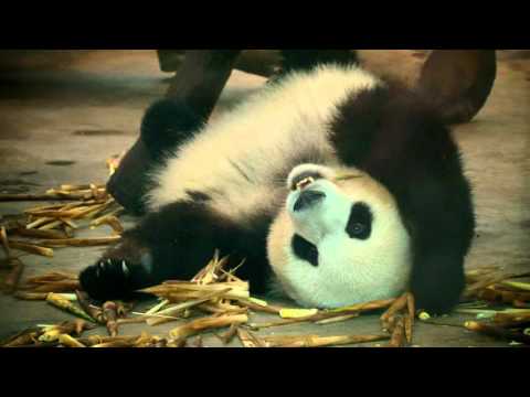 What's Cookin' in China? promo