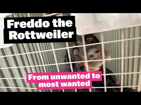 Freddo the Rottweiler - from unwanted to most wanted