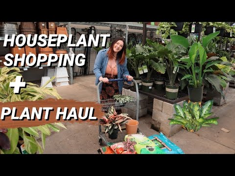 HOUSEPLANT SHOPPING AT LOWES AND INDOOR PLANT HAUL!