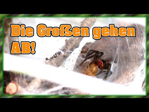 Vogelspinnen füttern - Die Großen gehen ab!