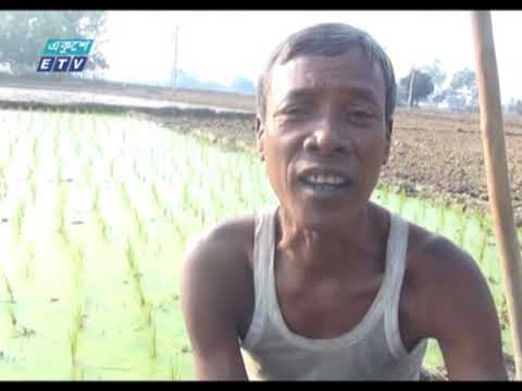 পুরো উদ্যোমে বোরো আবাদে মনোযোগী দিনাজপুরের কৃষকেরা | ETV News