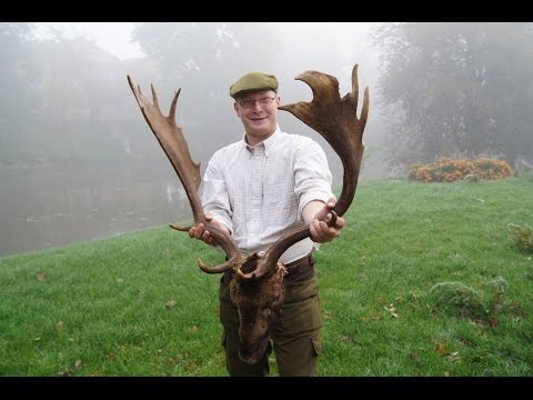 Fallow deer hunting in Poland -  Dåhjort Polen (www.ultimatehunting.eu)