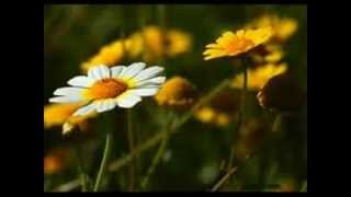 Milton Nascimento, Quem sabe  isso quer dizer amor, 2003