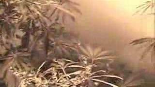 Twiztid - So High (marijuana video)