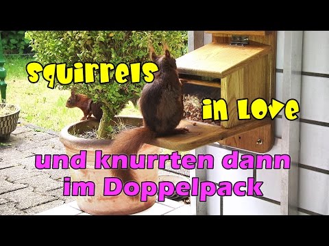 Squirrels in Love - Und dann knurrten sie
