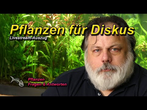 Welche PFLANZEN eignen sich für das DISKUS-AQUARIUM? MYTHOS DISKUS