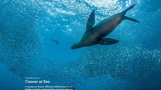 “Mysterious Cancer” Killing Sea Lions Along US West Coast..Fukushima?